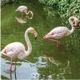  ?? ?? In the pink: Flamingos in Kensington