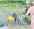  ??  ?? A nude man gives chase after a wild boar, followed by its young, steals his bag