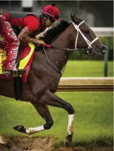  ?? ECLIPSE SPORTSWIRE/GETTY IMAGES ?? Classic Empire, with jockey Martin Rivera aboard Thursday, has the highest earnings of any horse expected to be in the Kentucky Derby on Saturday.