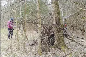  ?? ?? A piece of farm machinery has been at this site so long that it has become part of the trunk of this tree.