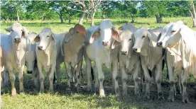  ?? ARCHIVO ?? Ganado bovino de levante y de ceba en una de las fincas del Caribe colombiano.