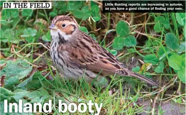  ?? ?? Little Bunting reports are increasing in autumn, so you have a good chance of finding your own.