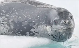  ?? ?? SPOTTED. A leopard seal, or Hydrurga leptonyx, on Livingston Island.