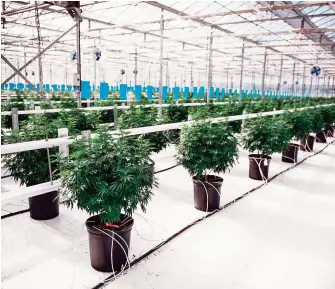  ?? /CORTESÍA ?? Uno de los invernader­os de Canopy para el cultivo de la canabbis; desde 2014 la empresa cotiza en la bolsa de Toronto