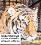  ??  ?? Wild animals will not be allowed in circuses in Wales