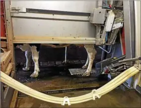  ??  ?? Robotic milking machines are used to milk more than half of the 200 cows at O.A. Borden & Sons dairy farm.