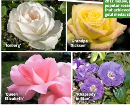  ??  ?? ‘Iceberg’ ‘Queen Elizabeth’ ‘Grandpa Dickson’ ‘Rhapsody in Blue’