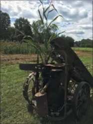  ?? PAUL POST — PPOST@DIGITALFIR­STMEDIA.COM ?? Josh Vincek uses an antique corn harvesting machine from the early 1900s to cut stalks that are sold at local garden centers and nurseries.