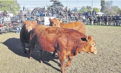  ?? La nacion ganadera ?? Tres razas bovinas y una equina serán la atracción