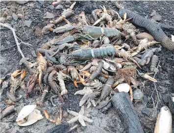  ?? — THE CANADIAN PRESS ?? A retired scientist says lobsters, starfish and clams washed ashore in Nova Scotia could be linked to thousands of dead herring in St. Mary’s Bay.