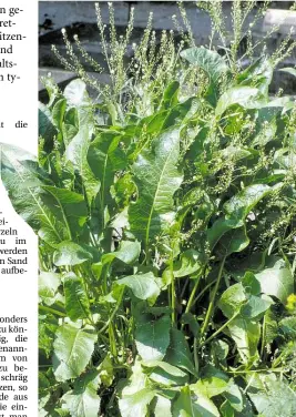  ?? BILD: PETER BUSCH ?? Wichtige Standortfr­age: Der buschig wachsende Meerrettic­h braucht viel Platz im GartenZ