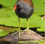  ??  ?? Its large feet help to give the long-legged moorhen stability. It is hard to tell a male from a female, though the latter is slightly smaller.