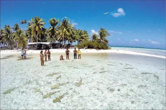  ?? Photograph­s by Jeff Amlotte Los Angeles Times ?? THE CRYSTAL-CLEAR WATERS of the Blue Lagoon in Rangiroa, French Polynesia, give shelter to juvenile blacktip reef sharks — and some enamored visitors.