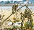  ?? Foto: Thomas Frey, dpa ?? Tomaten aus dem Fluss: Niedrigwas­ser macht es möglich.