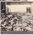  ?? VANCOUVER ARCHIVES ?? Part of the “evening catch” from the Fraser River at Phoenix Cannery, circa 1890