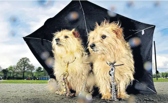  ?? Picture: PA. ?? Norfolk terriers, despite their sweet nature with humans, are terrors when it comes to hunting.