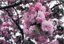  ??  ?? Cherry pink . . . Weeping flowering cherries come in pink or white.