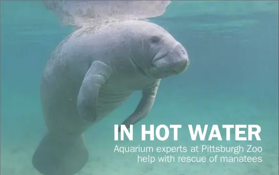  ?? Getty Images ?? Experts say that manatee migratory routes sometimes take them beyond normal summer feeding grounds, which could cause life-threatenin­g situations.