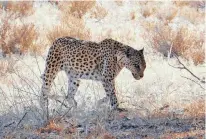  ?? PICTURE: IAN LANDSBERG/AFRICAN NEWS AGENCY (ANA) ?? A leopard near Mata Mata.