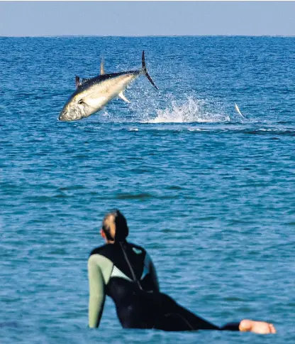  ??  ?? A surfer looks on as a large bluefin tuna leaps out of the sea in Watergate Bay, Newquay, Cornwall