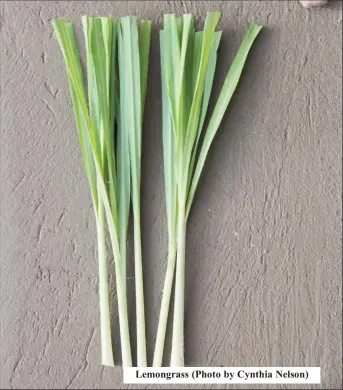  ??  ?? Lemongrass (Photo by Cynthia Nelson)