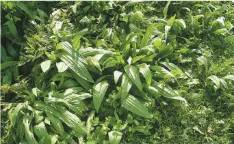  ??  ?? Below, this pasture at Ferryview Farm is about 30 per cent plantain.