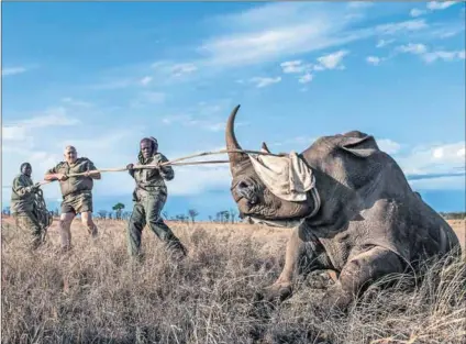  ?? Photo: Stefan Heunis/AFP ?? Rescue: Kruger National Park officials relocate rhinos from a high-risk poaching area to safer places as part of a multiprong­ed bid to save the species.