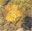  ??  ?? Leaves at Wehr’s Covered Bridge in South Whitehall was built in 1841 and the park offers walking paths plenty of picnic spots.