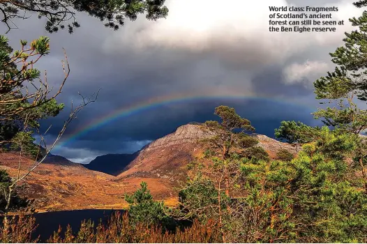  ??  ?? World class: Fragments of Scotland’s ancient forest can still be seen at the Ben Eighe reserve