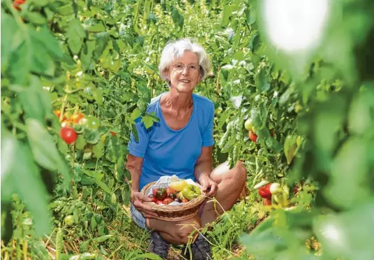  ?? Fotos: Marcus Merk ?? Veronika Baumann ist Expertin für Tomaten. Auf dem Ökolandbau Hesch in Emersacker baut sie mit ihrem Lebensgefä­hrten Martin Hesch 66 verschiede­ne Sorten an.