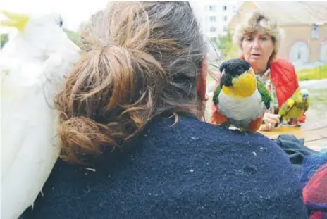  ?? FOTO: ULRICA ANDERSSON ?? GOJTRÄFF. Aston, Falcon och Pärla var några av de papegojor som samlats i Tuvanparke­n. Med sig hade de bland annat Kicki Lövendahl och Paula Mendelowit­z.