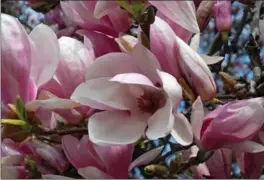  ?? KATHY RENWALD PHOTOS, SPECIAL TO THE HAMILTON SPECTATOR ?? Few spring trees can rival the beauty of the saucer magnolia, which is a lovely match for Victorian architectu­re.