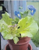  ??  ?? Leaf lettuce and pansies make a pretty combinatio­n for a planter — this pair came up from seed on their own.