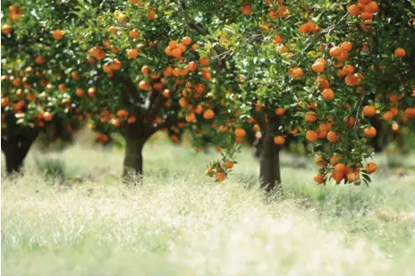  ?? HELPING HAND: Horticultu­re farmers will receive support to improve energy and water efficienci­es. PHOTO: FILE ??