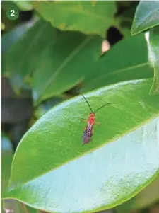  ??  ?? 2 Predatory wasps are constantly on patrol in our ornamental and productive patches this time of year, however, most are quite small, so we don’t notice them too often, resulting in their demise when we spray the pests on which they’re preying. This...