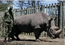  ?? AP ?? A ranger takes care of Sudan, the world’s last male northern white rhino. Sudan died in 2018.