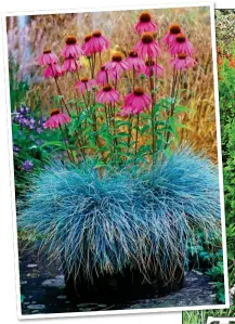  ??  ?? GREAT TEAM: A blue fescue, called Blauglut, paired with echinacea. Right: Grasses in a mixed border