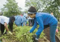  ?? ZBIGNIEW BZDAK/CHICAGO TRIBUNE ?? Volunteers participat­e in a garden project in Chicago’s Pullman neighborho­od in 2015. The Tinley Park-Park District is starting a new Adopt-A-Park program to supplement work done by its staff at its parks.