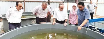  ??  ?? Uggah (front, centre) inspects a tank that contains ‘udang galah’ hatchlings at Semariang Batu inland fisheries training, research and breeding centre.