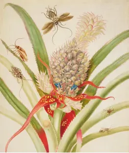  ??  ?? Above left: Pineapple with Cockroache­s (1702–3). Above right: Cassava with White Peacock Butterfly and Young Golden Tegu