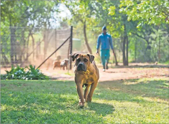  ?? Photo: Delwyn Verasamy ?? Lucrative: There’s a big demand for purebred boerboels, the distinctly South African dog.