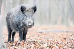  ??  ?? Threats to agricultur­e in the EU include African Swine Fever which can be spread by wild boar.