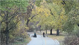  ?? RENÉ JOHNSTON TORONTO STAR FILE PHOTO ?? More than just providing some nice shade during hot summers, city hall’s urban forestry division says Toronto’s 11.5 million trees generate $55 million in annual impacts, Matt Elliott writes.