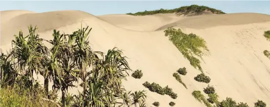  ?? Sigatoka Sand Dunes National Park with flora. ??