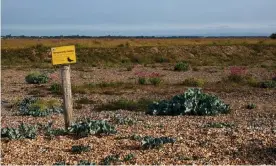  ??  ?? This fenced-off area of Pagham Harbour is temporaril­y closed to protect nesting seabirds. Photograph: Rob Yarham