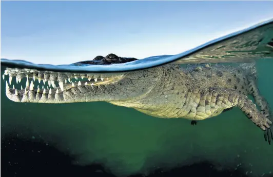  ??  ?? Happy snapper An alligator peeps its head above the water in Gardens of the Queen, Cuba, in one of a series of daring pictures by Brett Lobwein. The specialist underwater photograph­er has braved oceans around the world to get close to marine life,...