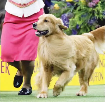  ?? JOHN MINCHILLO/AP ?? Daniel, a golden retriever, won the sporting group at the Westminste­r Kennel Club Dog Show on Feb. 11, 2020, in New York. Golden retrievers are among the most popular dog breeds.