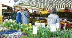  ?? Foto: Irmi Schöber ?? Das sieht nach Frühling aus: Beim Königsmark­t gibt es auf jeden Fall die passenden Vorboten.