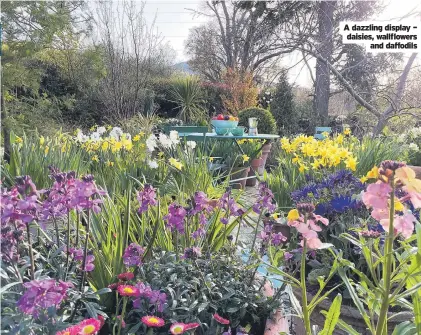  ??  ?? A dazzling display – daisies, wallflower­s and daffodils