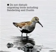  ??  ?? ● Do not disturb migrating birds including Sanderling and Dunlin